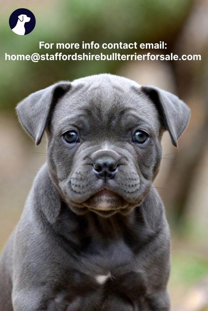 Staffordshire Bull Terrier Puppy Available Now – Blue, Brindle & Female Pups