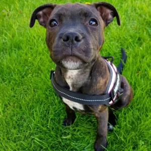 available for adoptiop