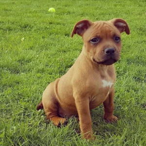 Staffordshire Bull Terrier Puppy for Sale
