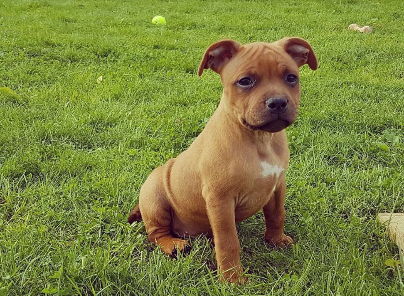Staffordshire Bull Terrier Puppy for Sale