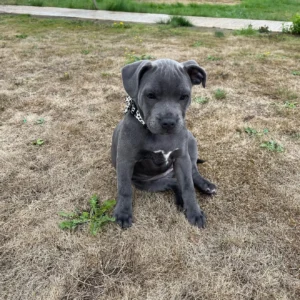 staffordshire bull terrier puppy for sale