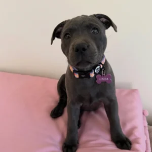 Black Staffordshire Bull Terrier for Sale