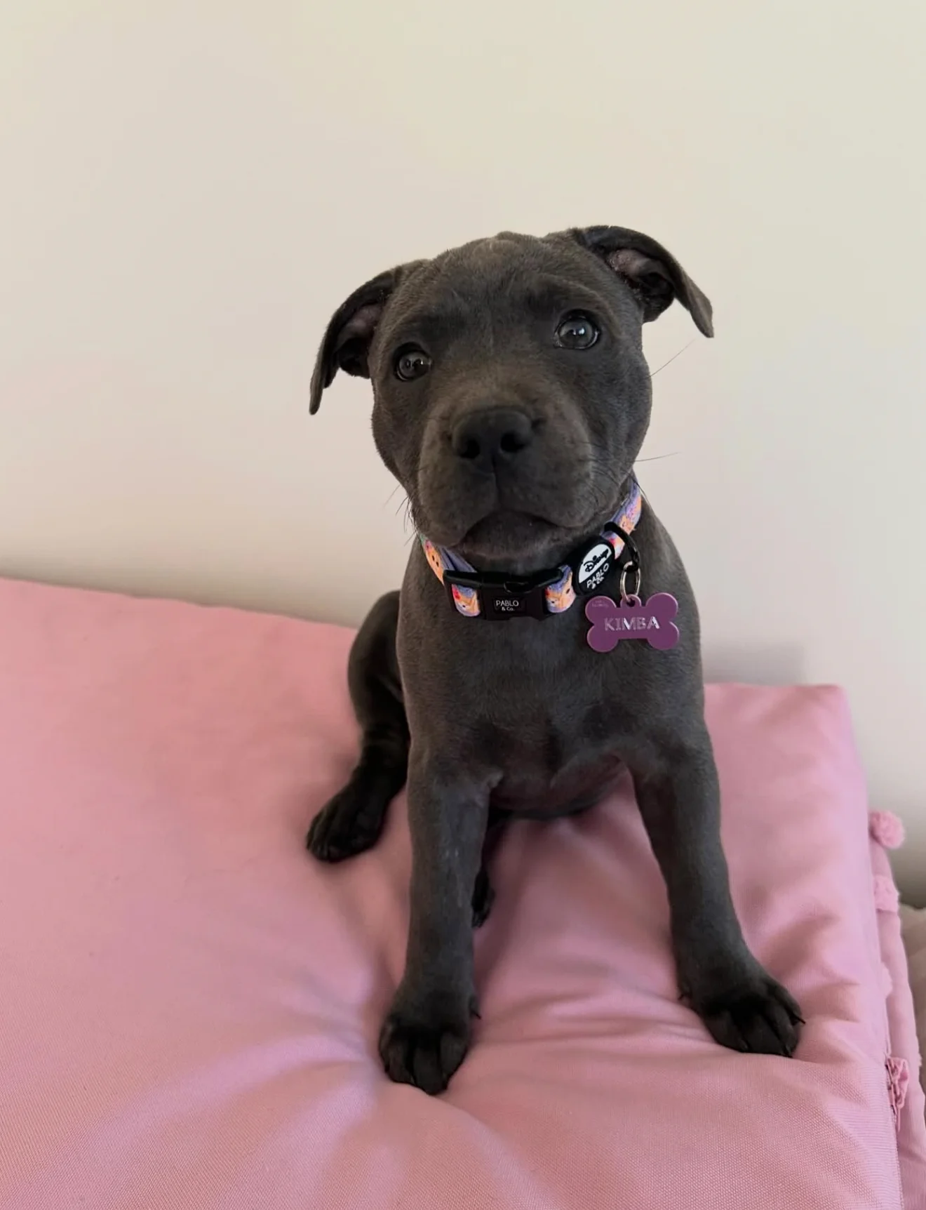 Black Staffordshire Bull Terrier for Sale