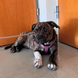 American Staffordshire Terrier for sale
