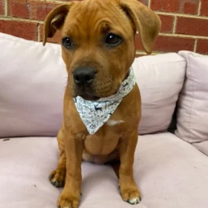 staffordshire bull terrier puppies for sale