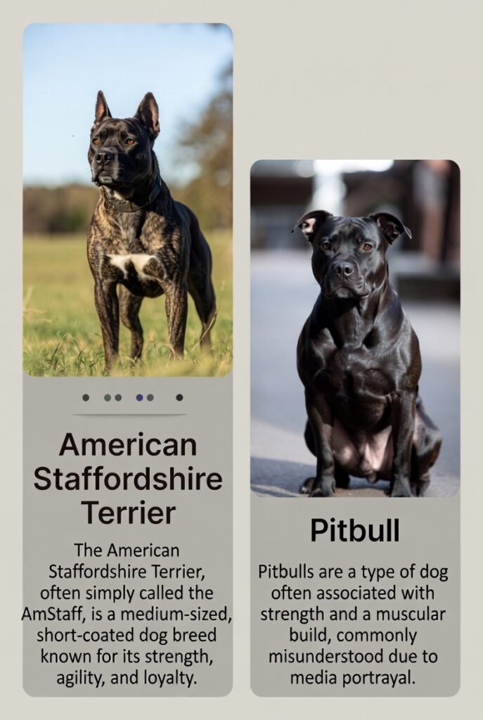 american staffordshire terrier vs pitbull