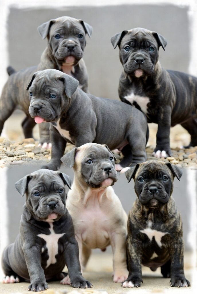 Buy Staffordshire Bull Terrier Puppies for Sale – Blue, Brindle & Female Puppies Available Now
