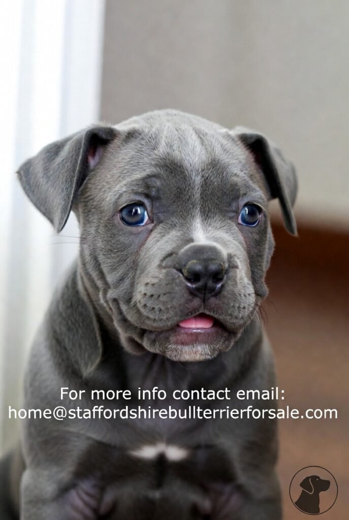 Staffordshire Bull Terrier Puppy Available Now – Blue, Brindle & Female Pups